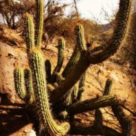 Großer Kaktus in Chile