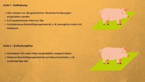 Schwein - Haltungsformen 1 und 2