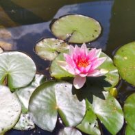 blühende pinke Seerose auf einem Teich